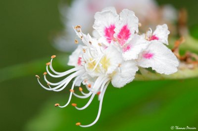 Fleur de maronnier (dtail) - Cuges-les-Pins (2529)