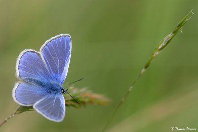 Argus bleu ? (Polyommatus icarus) - Leguevin (2770)