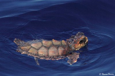 Tortue caouanne 3337b_web.jpg