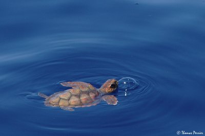 Sortie en mer Août 2007