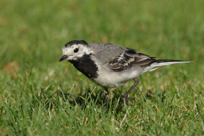 Grey Wagail - Bergeronette grise (3706)