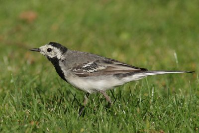 Grey Wagail - Bergeronette grise (3707)