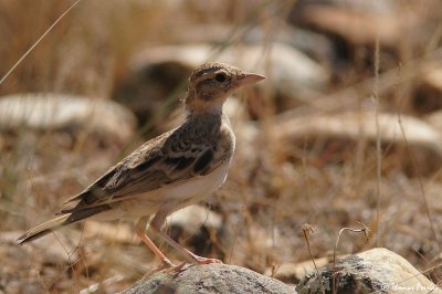 Lesser short toed lark - Alouette calandrelle (3212)
