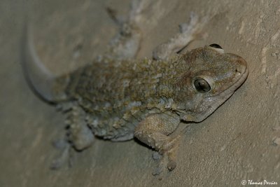 Tarente_3554_web.jpg
