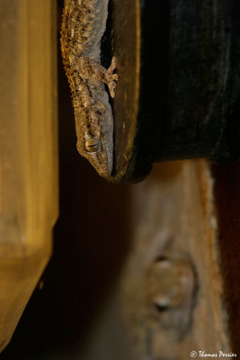 Tarente_3560_web.jpg
