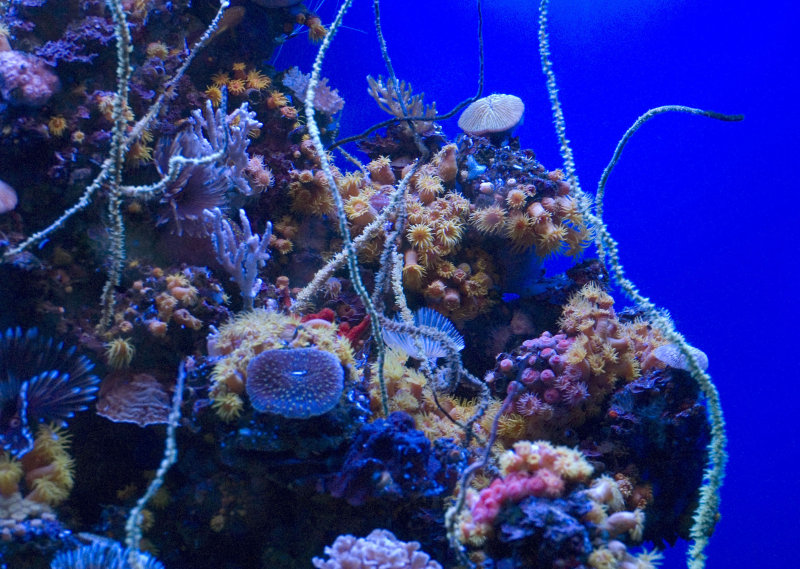 Life on the Reef