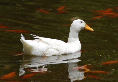 Duck and Koi