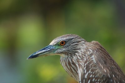 Heron Eye
