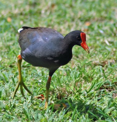 Moorhen