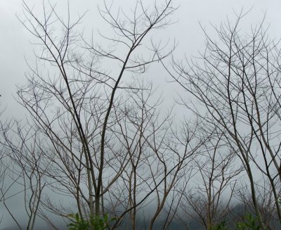 Gray Day
