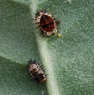 Future Ladybugs