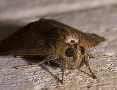 Moth Eyes (and fat cheeks!)