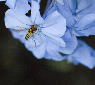 Hoverfly on Plumbago
