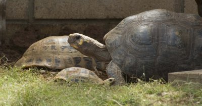 Three Torts