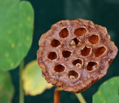 Lotus Seed Pod