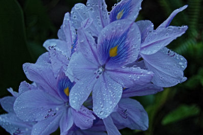 Water Hyacinth