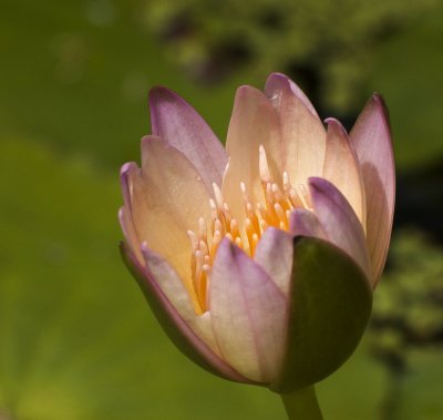 Pink Waterlily Bud