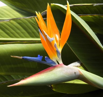 Bird of Paradise