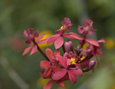 Little Orchid