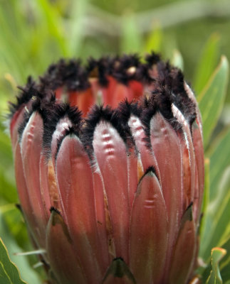 Protea Feathers