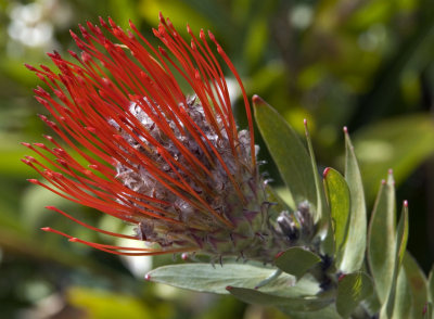 Protea