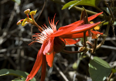 Red Passionflower