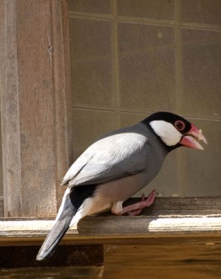 Java Rice Bird