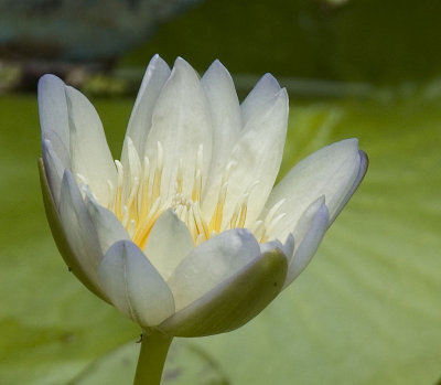 Pale Lily