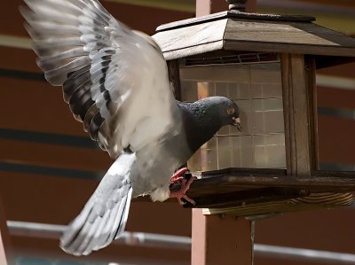 Walter Pigeon