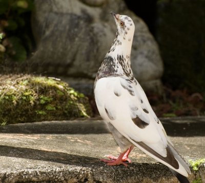 Mrs. Pigeon  - Waiting Patiently