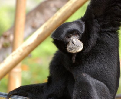 Siamang