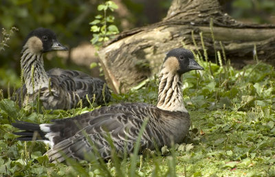 Nene Goose
