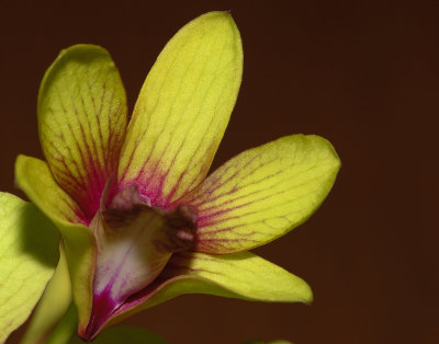 Dendrobium Orchid