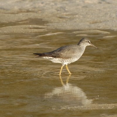 Sandpiper