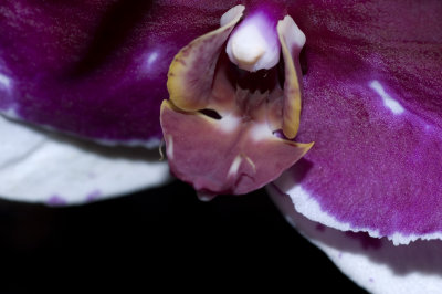 Phalaenopsis Close Up