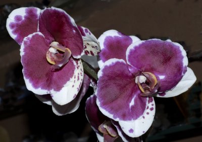 Spotted Phalaenopsis