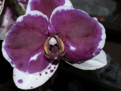 Spotted Phalaenopsis Hybrid