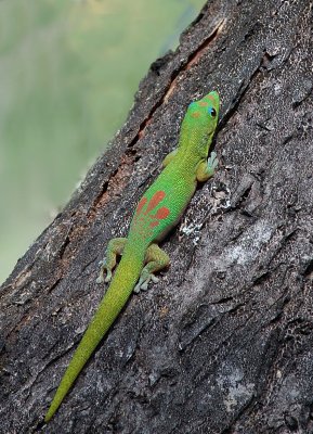 Day Gecko - Phelsuma laticauda