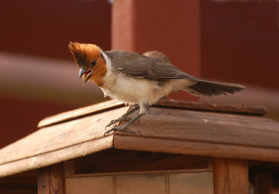 Baby Red-headed Cardinal
