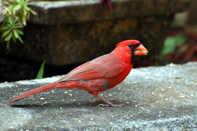 Cardinal