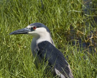 Night Heron