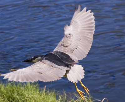 Night Heron Flight