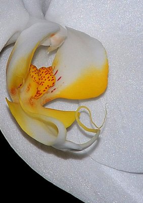 Orchid Heart