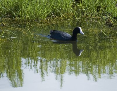 Hawaiian Coot