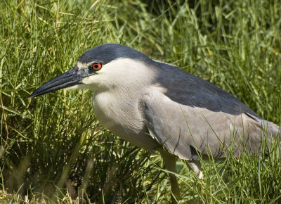 Night Heron