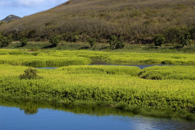 Hamakua Marsh - Hawaii