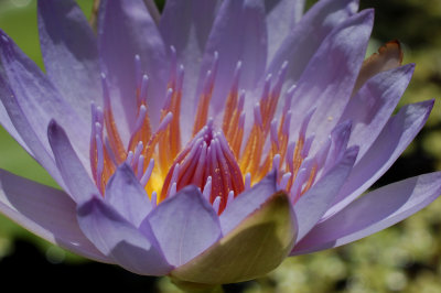 Waterlily Heart of Gold