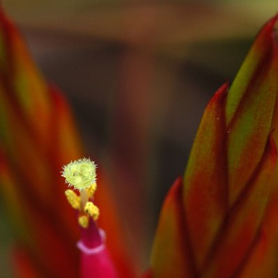 Tiny Tillandsia Flower