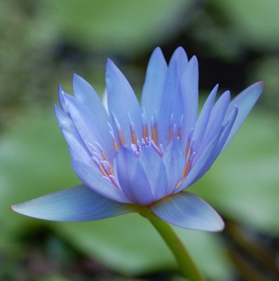 Waterlily Perfection