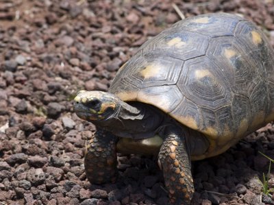 Redfoot Tortoise  - Garden Strole